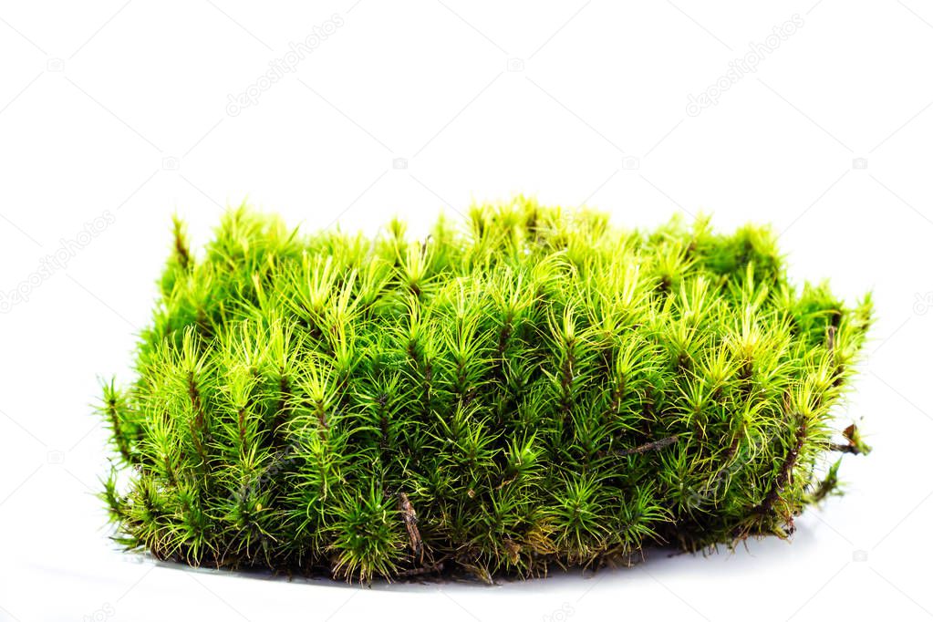 Green moss on white background