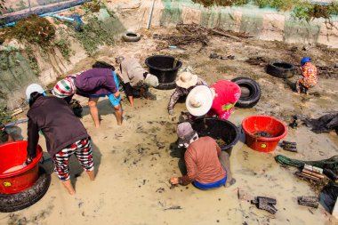 Ubon Ratchathani, Tayland - 30 Ekim 2017 : Kimliği belirsiz Taylandlı çiftçiler Ubon ratchathani, Tayland'daki kerevit havuzunda kerevit hasadı yapıyor 