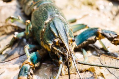 Kerevit ıstakozuna yakın dur.