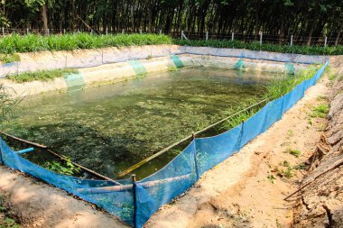 Tayland 'da kerevit havuzu