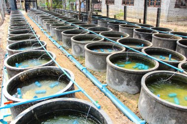 Çimento göleti kerevit yuvası