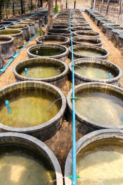 Çimento göleti kerevit yuvası