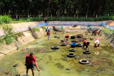 Ubon Ratchathani, Tayland - 30 Ekim 2017 : Kimliği belirsiz Taylandlı çiftçiler Ubon ratchathani, Tayland'daki kerevit havuzunda kerevit hasadı yapıyor 