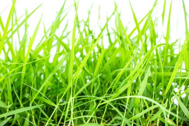 Beyaz arkaplanda yeşil çimen