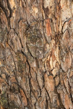 Ağaç gövdesi dokusu kapat 