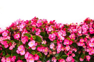 pembe çiçekler ve beyaz arka plan 