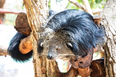   Güneşli bir günde ağaç dalında binturong 