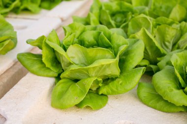 green salad leaves, close up clipart