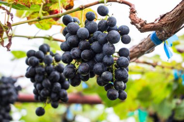 Üzüm asma yeşil yaprakları ile (Blackopor)