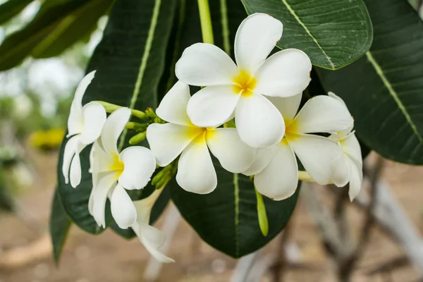 Leelawadee Blumen Aus Nächster Nähe — Stockfoto