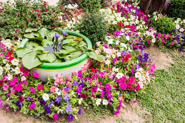 Petunia Flowerbed Summertime — Stock Photo, Image