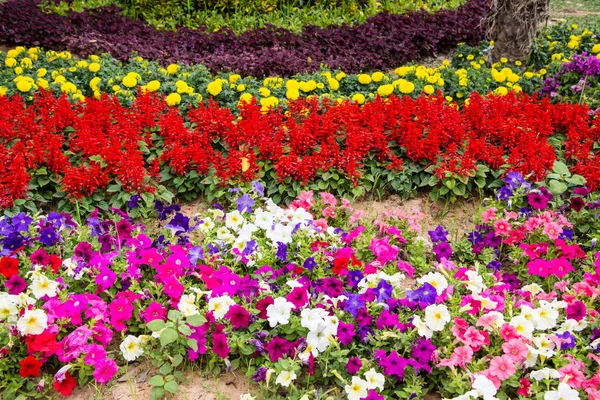 Petunia Flowerbed Летнее Время — стоковое фото