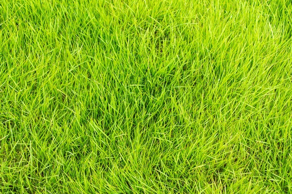 Erba Verde Primavera Fresca — Foto Stock