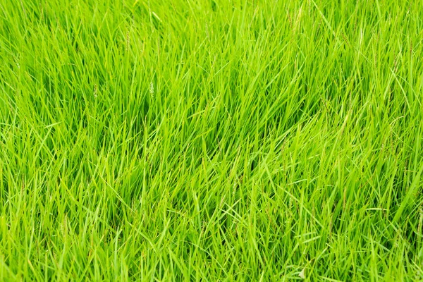 Green Grass Baggrund Closeup - Stock-foto