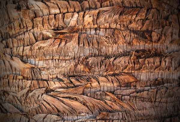 Baumstammtextur Hautnah — Stockfoto