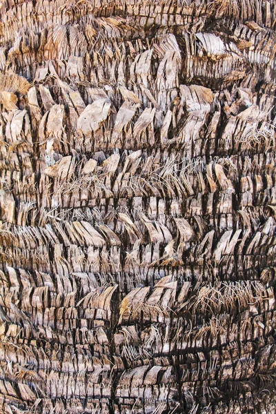 Tronco Árvore Textura Close — Fotografia de Stock