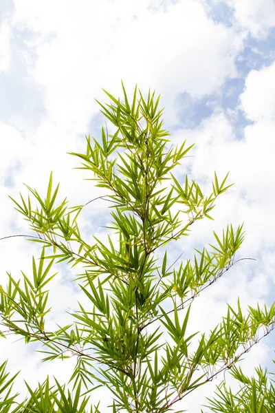 Bamboo Plant Close — Stock Photo, Image