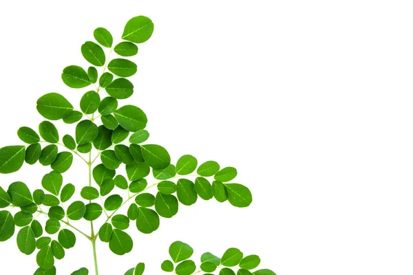 Grüne Blätter Auf Weißem Grund Nahaufnahme — Stockfoto