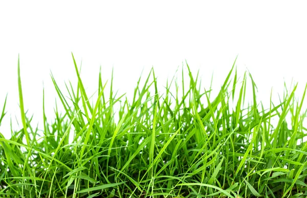 Groen Gras Achtergrond Close — Stockfoto