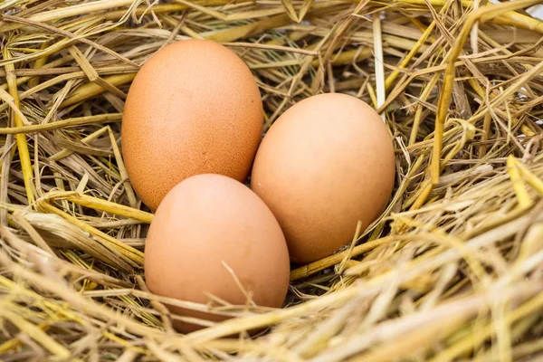 Eggs Straw Close — Stock Photo, Image