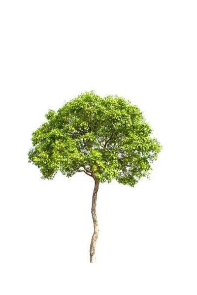 Árvore Única Isolada Sobre Fundo Branco — Fotografia de Stock