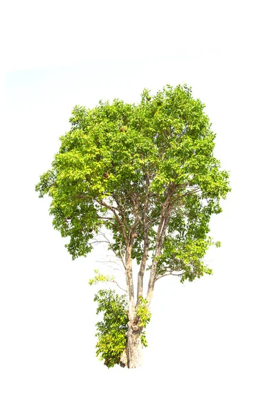 Cumini Tree Close — Stock Photo, Image