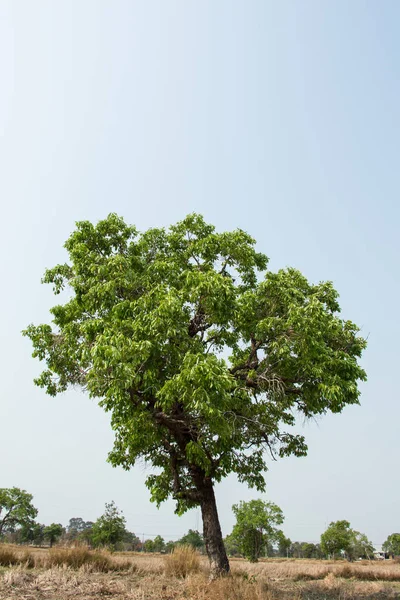 Cumini Tree Close — Stock Photo, Image