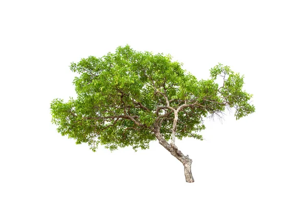 Кумини Дерево Крупным Планом — стоковое фото
