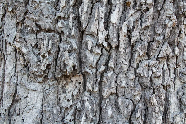 Baumstammtextur Hautnah — Stockfoto