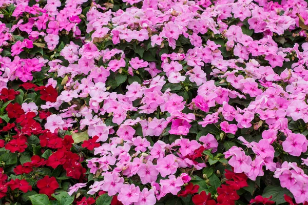 Roze Impatiens Bloemen Achtergrond — Stockfoto