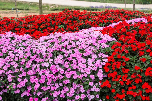 Lila Und Rote Blumen Blühen Hintergrund — Stockfoto