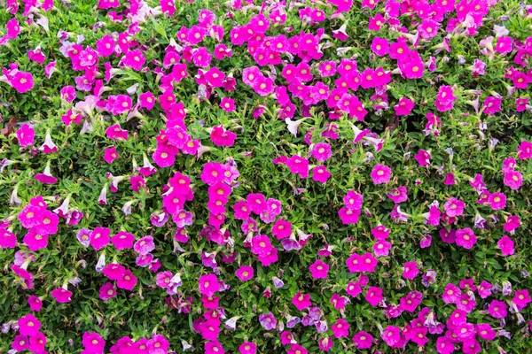 Ροζ Πετούνια Λουλούδια Στον Κήπο — Φωτογραφία Αρχείου