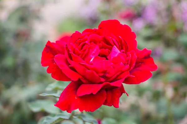 Rote Helle Blume Nahaufnahme — Stockfoto