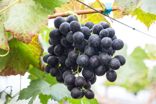 Gran Racimo Uvas Vino Tinto Cuelgan Una Vid Caliente Grifo —  Fotos de Stock