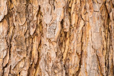 Ağaç gövdesi dokusu kapat 