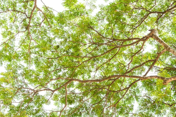 Ramuri Copaci Verzi Aproape — Fotografie, imagine de stoc