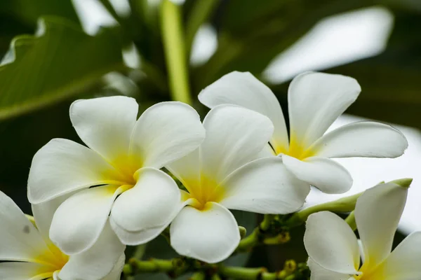 Bílé Květy Plumeria Květiny — Stock fotografie
