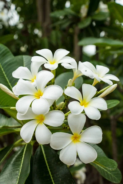 White Blossom Plumeria Flowers — Stock Photo, Image