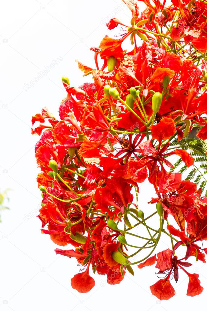 bright red flowers, close up