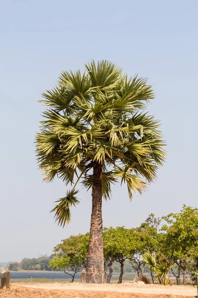 Sugar Palm Trees Sky Background — Stock Photo, Image