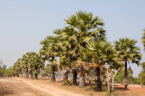 Borassus Flabellifer Känd Flera Namn Inklusive — Stockfoto