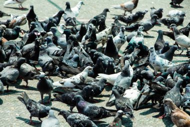 güvercin sokağa yakın çekim 