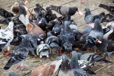 güvercin sokağa yakın çekim 