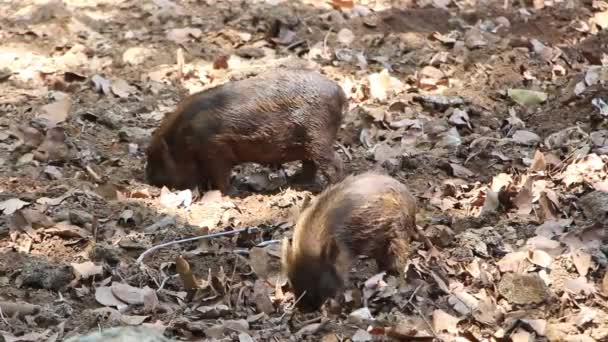 Video of two small pigs in forest digging in soil ground with leaves — Stock Footage Video Two Small Pigs Forest Digging Soil Ground Leaves Royalty Free Stock Video