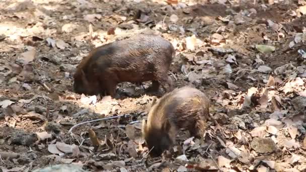 森の中で2匹の小さな豚が葉で土を掘っている映像です — ストック動画