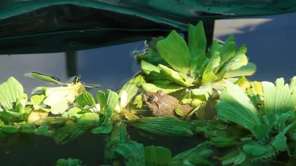 Vue Rapprochée Grenouille Verte Dans Étang — Video