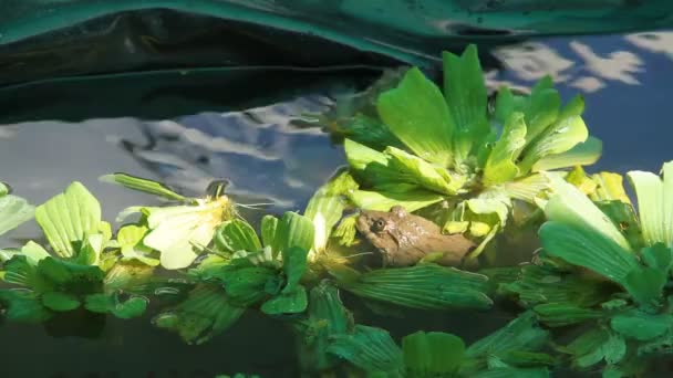 Havuzda Yeşil Kurbağa Yakın Görünümü — Stok video