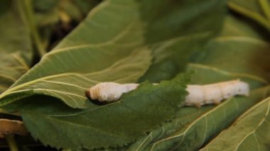 Makro yakın, ipek solucanlar yaprakları yiyor