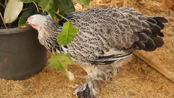 植木鉢付近の鶏のクローズアップビュー — ストック動画