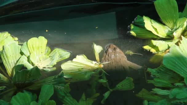 Havuzda Yeşil Kurbağa Yakın Görünümü — Stok video